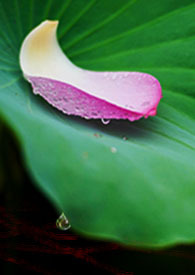 Ϊ���д�����籾